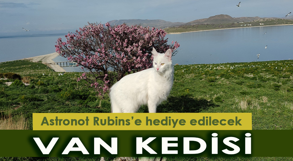 Astronot Rubins’e hediye edilecek Van kedisi Çarpanak Adası’nda podyuma çıktı