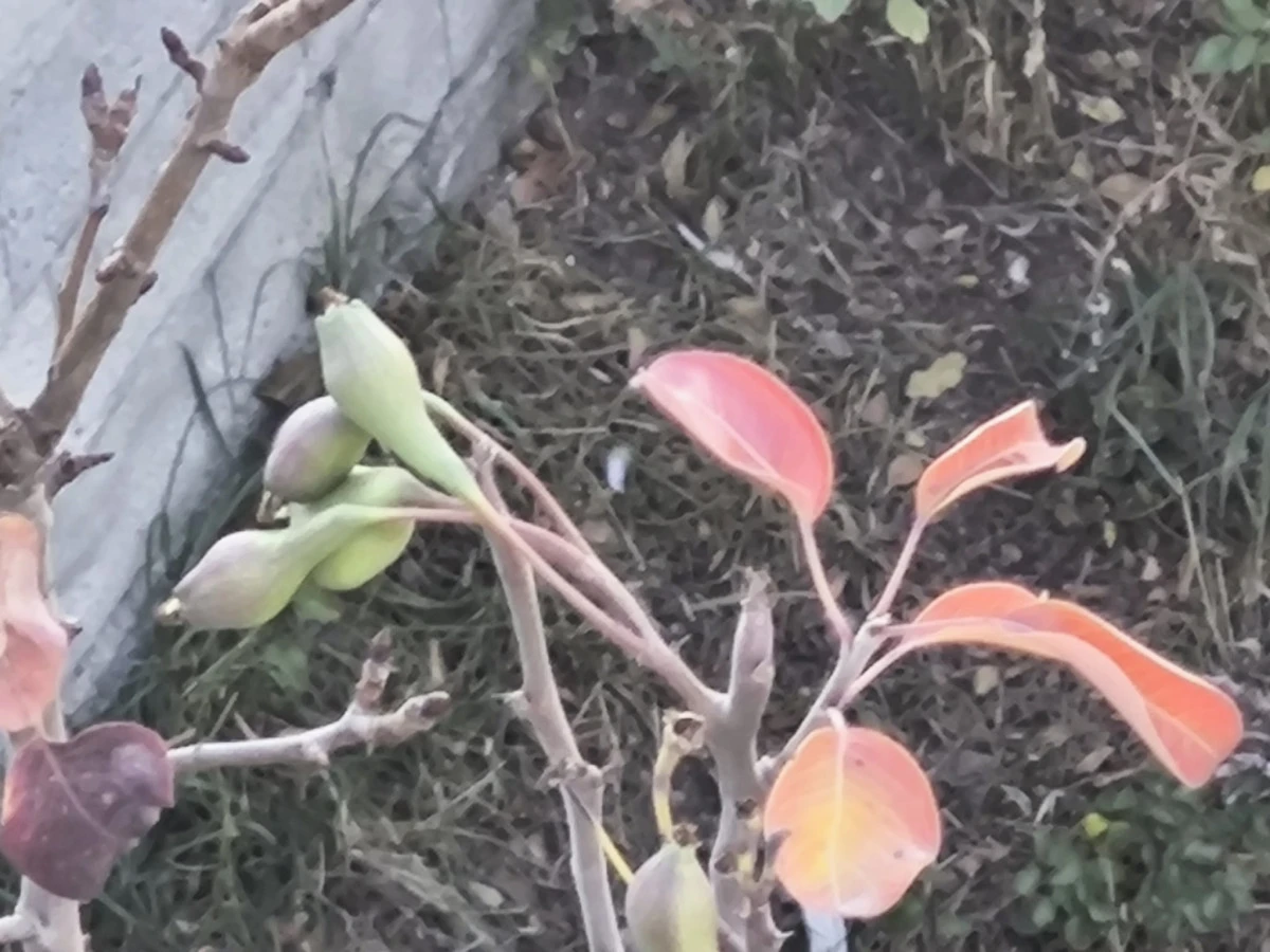  Armut Ağaçları Kasım Ayında Meyve Verdi