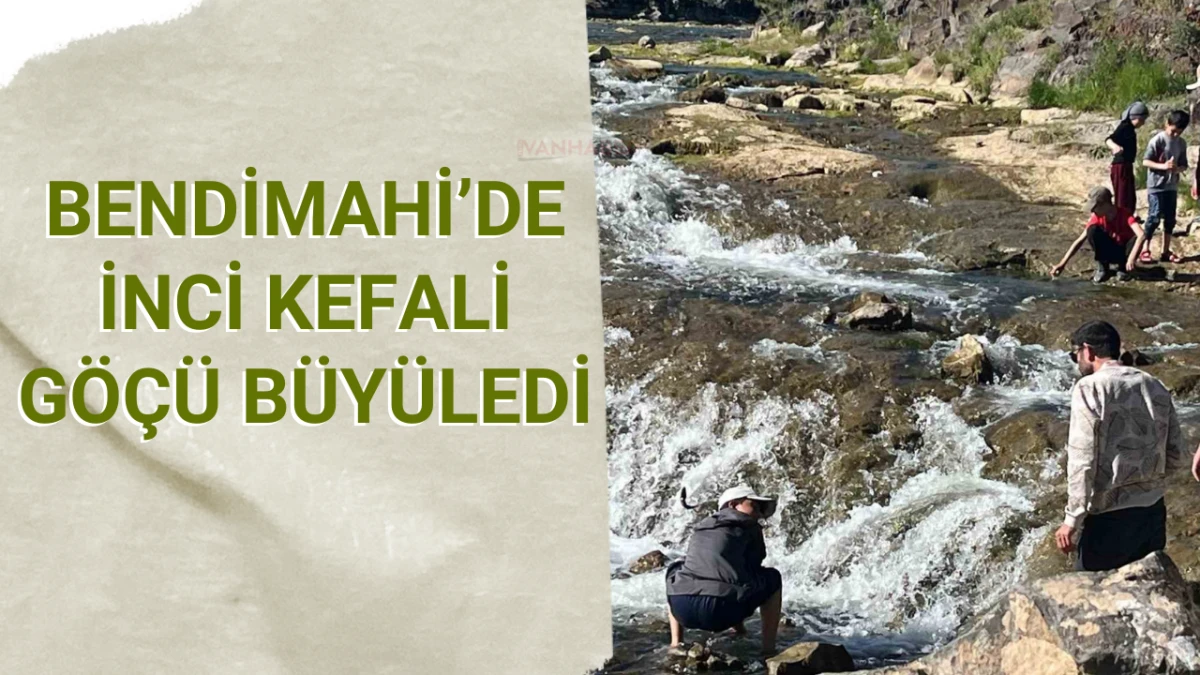 Bendimahi’de İnci Kefali Göçü Büyüledi