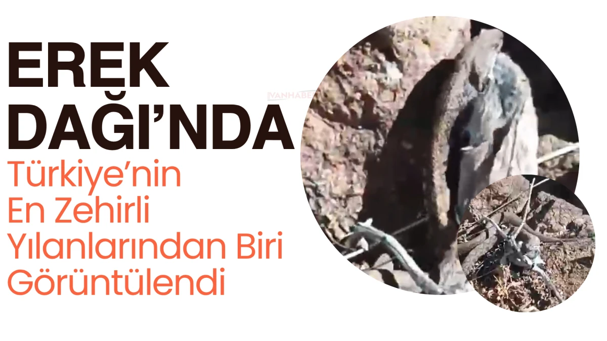 Erek Dağı’nda Türkiye’nin En Zehirli Yılanlarından Biri Görüntülendi