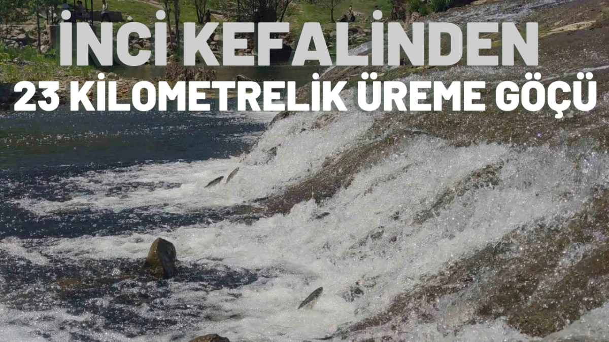 İnci Kefalinden 23 Kilometrelik Üreme Göçü