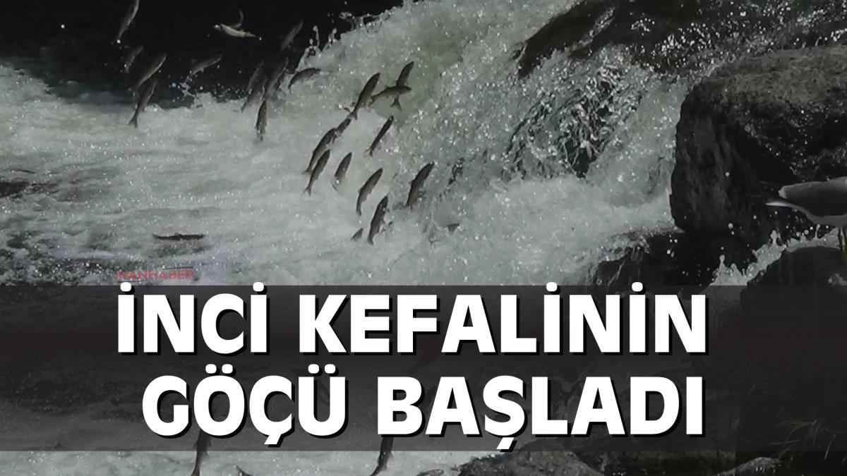İnci Kefalinin Göçü Başladı