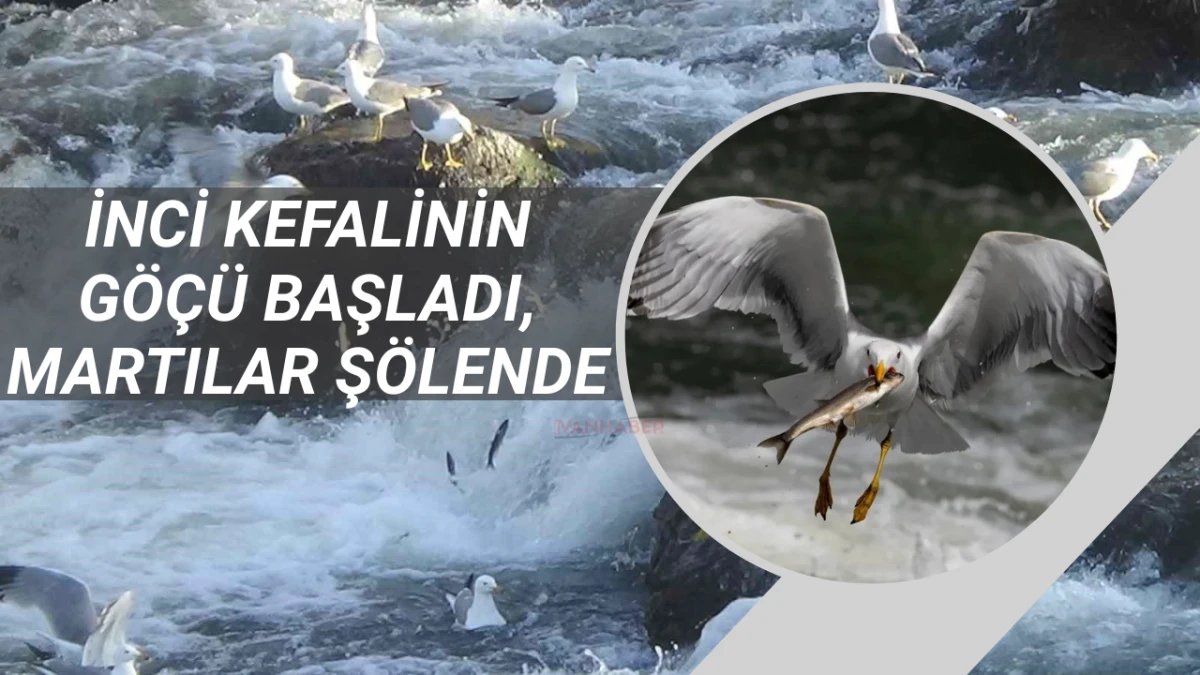 İnci Kefalinin Göçü Başladı, Martılar Şölende