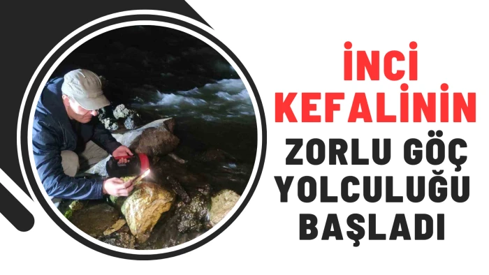 İnci Kefalinin Zorlu Göç Yolculuğu Başladı
