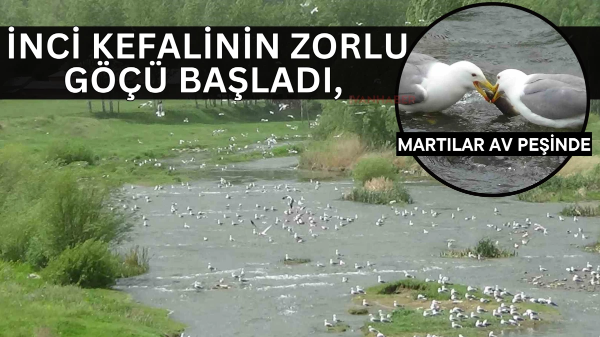 İnci Kefalinin Zorlu Göçü Başladı, Martılar Av Peşinde
