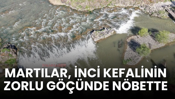 Martılar, İnci Kefalinin Zorlu Göçünde Nöbette