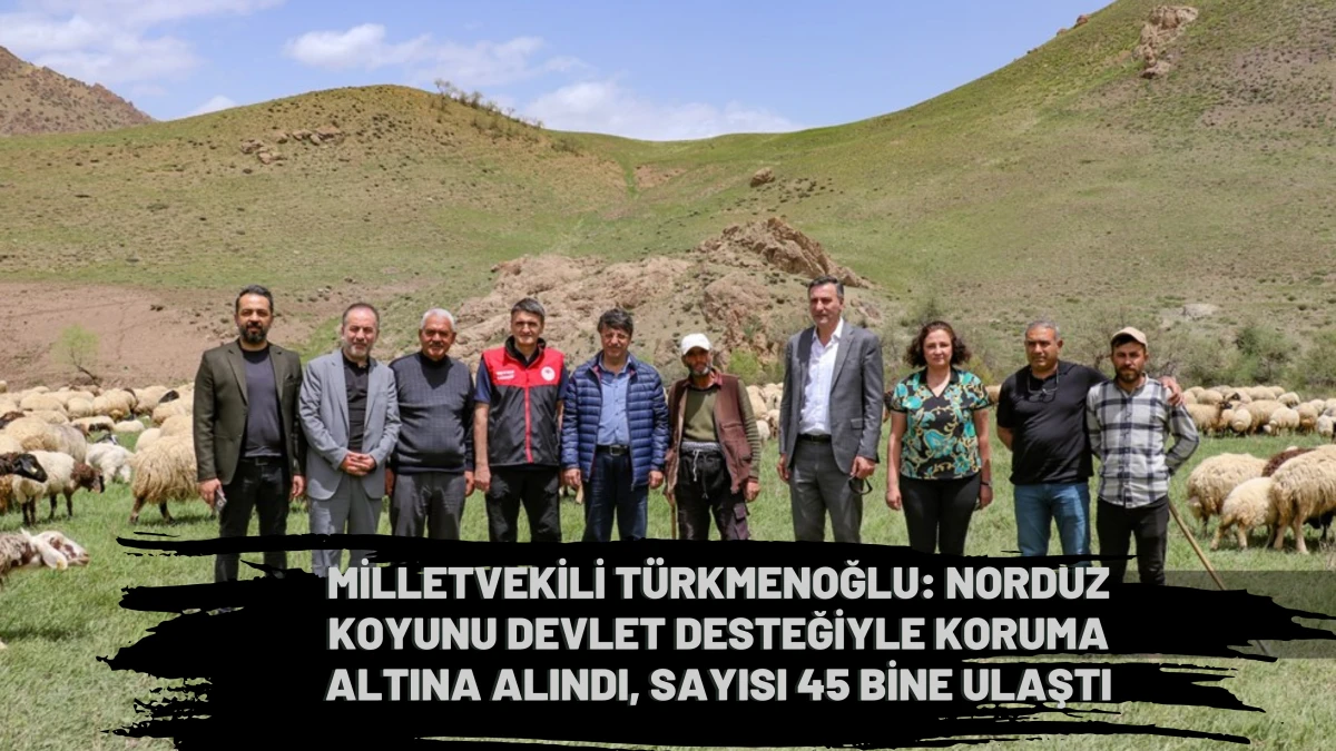 Milletvekili Türkmenoğlu: Norduz Koyununun Sayısı 45 Bine Ulaştı