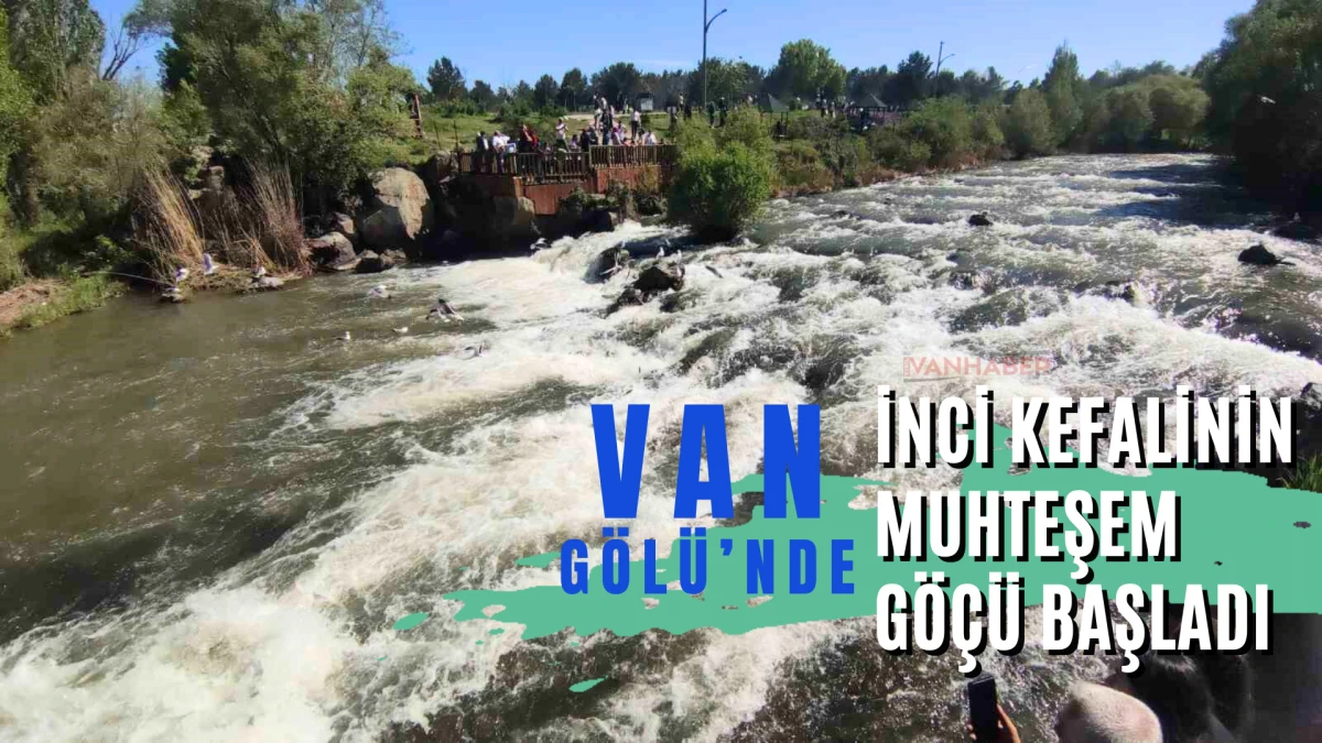 Van Gölü’nde İnci Kefalinin Muhteşem Göçü Başladı