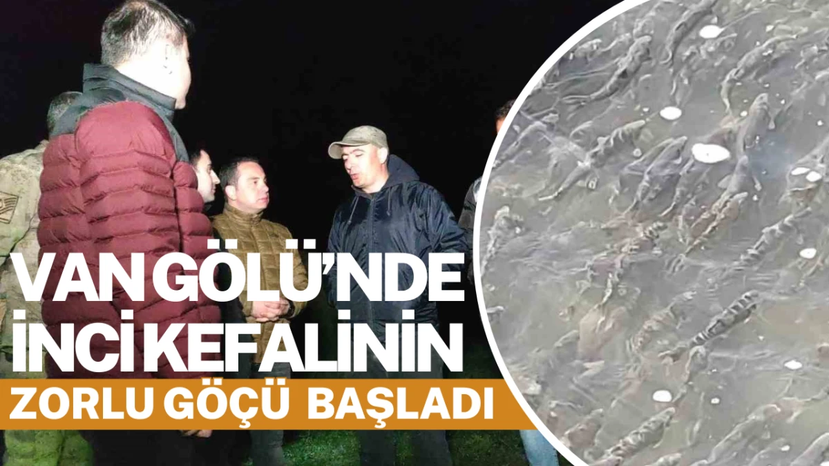Van Gölü’nde İnci Kefalinin Zorlu Göçü Başladı