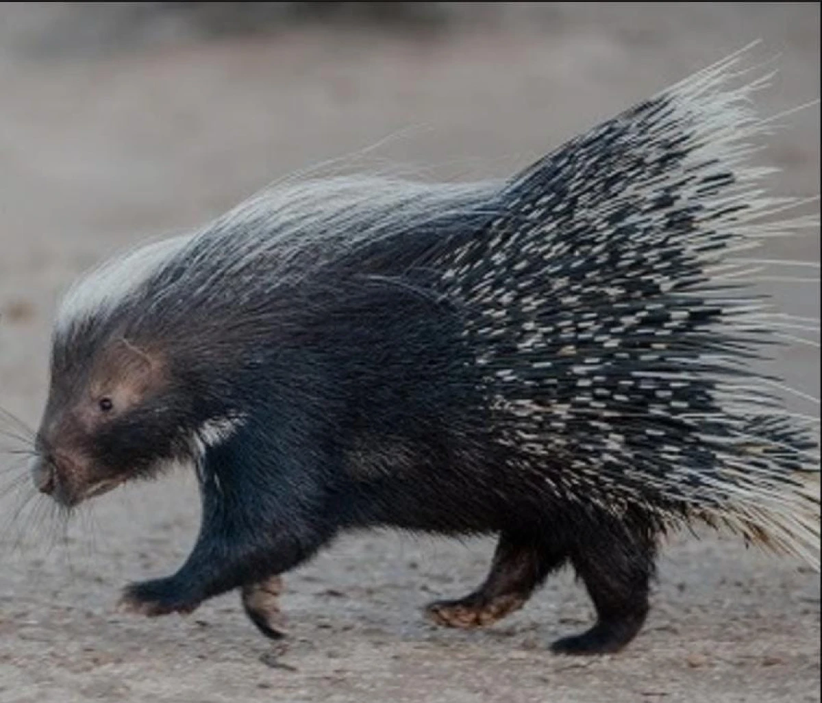 Van 'ın Gevaş İlçesinde Ok Atan Kirpi Görüldü!.