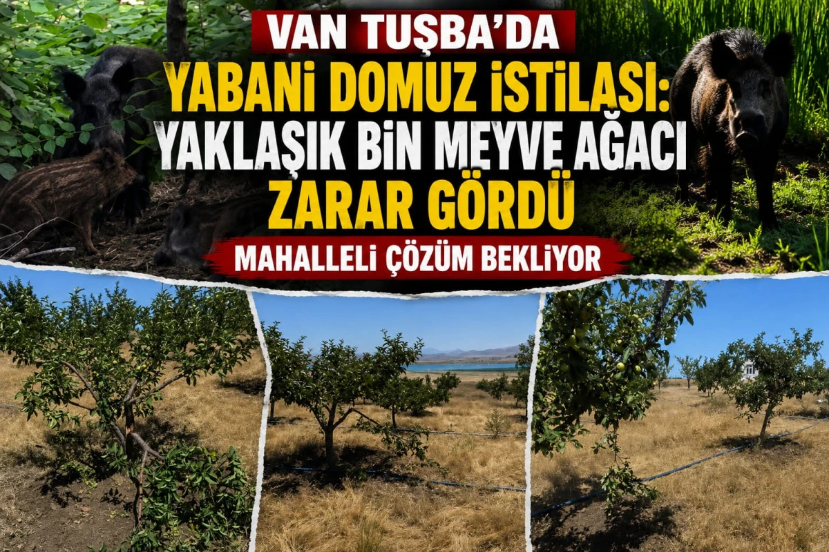 Van Tuşba'da Yabani Domuz İstilası: Yaklaşık Bin Meyve Ağacı Zarar G&ouml;rd&uuml;, Mahalleli &Ccedil;&ouml;z&uuml;m Bekliyor