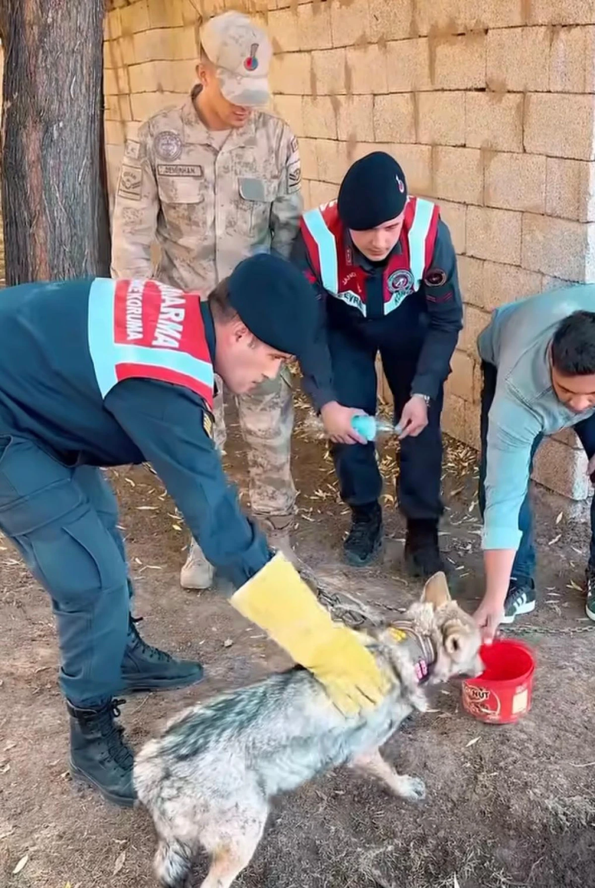 Van’da kurdu zincirle bağlayan şahsa para cezası